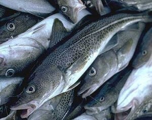 Морски и сладководни риби